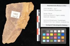 Foto (Objekt + Etikett) von Quercus palaeoilex Ettingshausen (NHMW-GEO-2024-0188-0893)